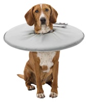 TRIXIE Schutzkragen, Polyester/Schaumstoff, L: 46–49 cm/24 cm, grau