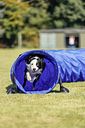 Vorschaubild TRIXIE Fun Agility Basic Tunnel, ø 60 cm/5 m, blau