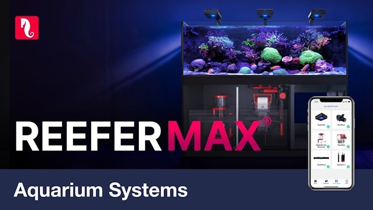 Red Sea REEFER MAX 425 G2+ System Aquarium mit Unterschrank Red Sea REEFER MAX 425 G2+ System Aquarium mit Unterschrank