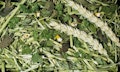 JR FARM Nager Kräutergarten Raufutter für KleintiereVorschaubild